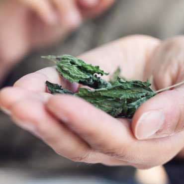Hand holding dry leaves