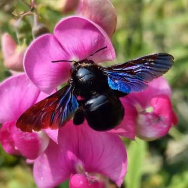 Close-up of a Xylopa (Carpenter Bee or lonely Bee) foraging sweet pea flowers