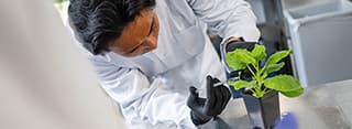 A person in a lab coat, injecting a solution into a small plant.