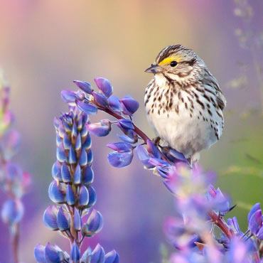 Sparrow in the lupines