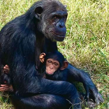 Chimpanzee holding its baby