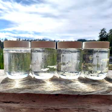 Peach blossom jellyfish captured in jars