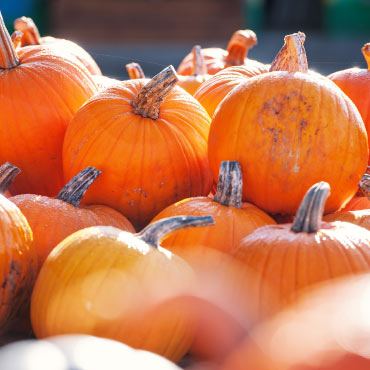 Pile of pumpkins