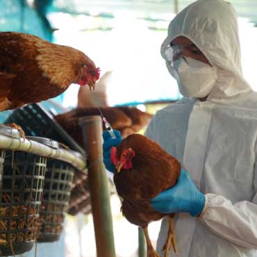 Scientist monitoring chickens