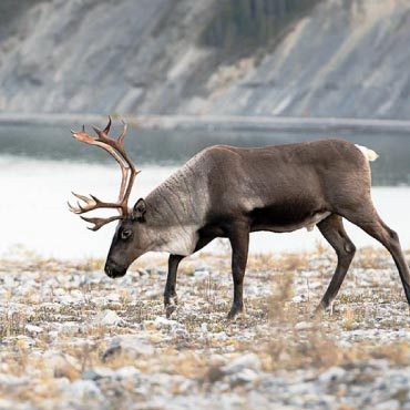 A caribou in it's nutural habitat.